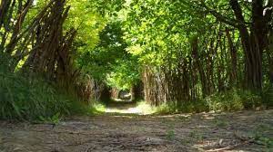 ایلام، بهشت گردشگران در بهار ایلام، بهشت گردشگران در بهار