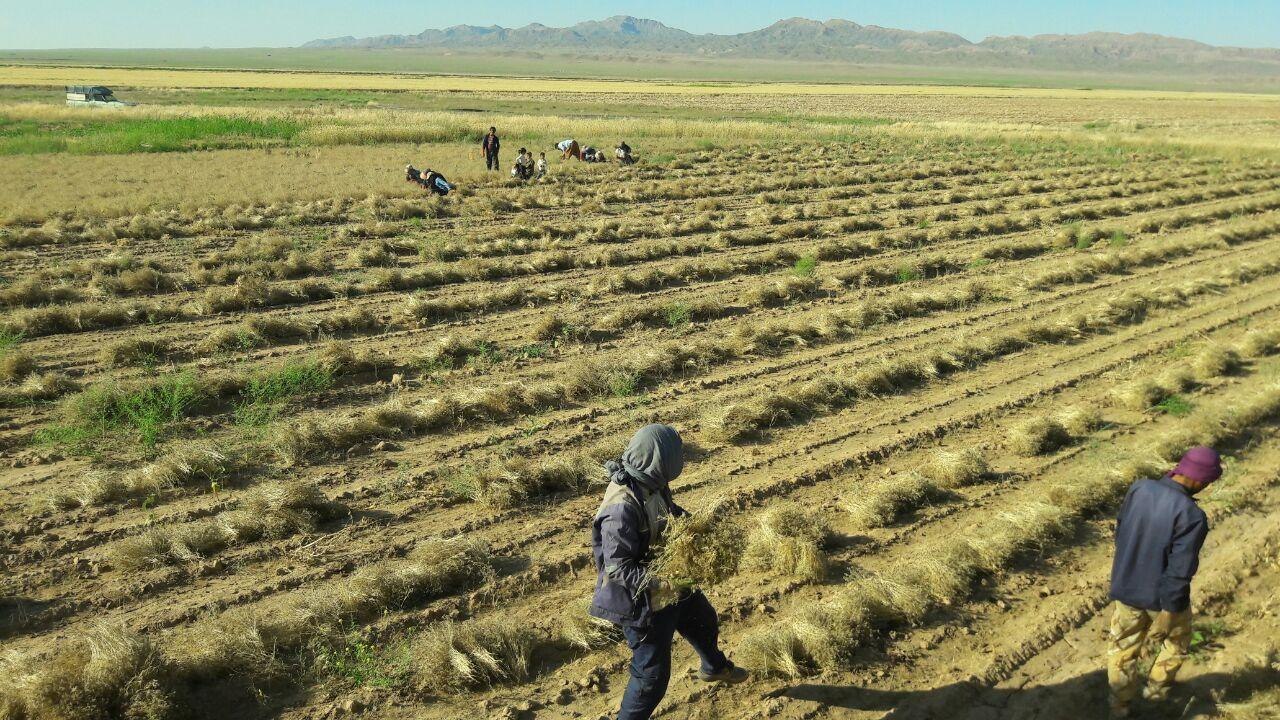 کشت زیره در ۳۰ هکتار زمین‌های کشاورزی خاش