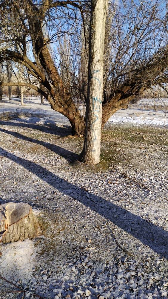 ماجرای قطع درختان حاشیه رودخانه جیغاتی چیست؟ ماجرای قطع درختان حاشیه رودخانه جیغاتی چیست؟