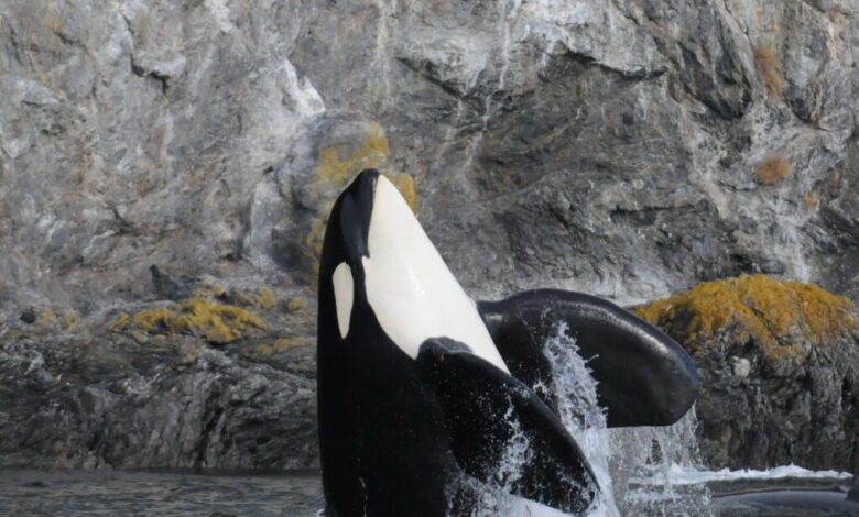 فداکاری مادرانه نهنگهای قاتل، برای بزرگ کردن پسرانشان! فداکاری مادرانه نهنگهای قاتل، برای بزرگ کردن پسرانشان!