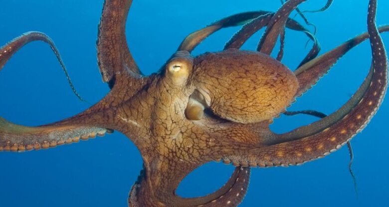 امواج مغزی اختاپوسهای زنده ثبت شد امواج مغزی اختاپوسهای زنده ثبت شد