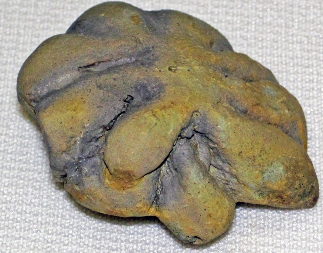 «چیز» ۵۰۰ میلیون‌ساله‌ای که دانشمندان را سردرگم کرده است!