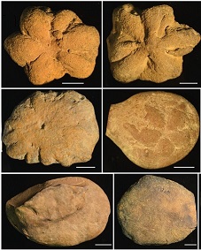 «چیز» ۵۰۰ میلیونسالهای که دانشمندان را سردرگم کرده است! نمونه هایی از بروکسلا