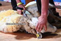 «پشم چینی تابستانی» گوسفندان در مازندران