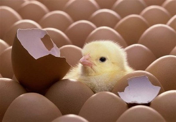 آرین؛ جوجهای با ارزشتر از اسب عربی آرین؛ جوجهای با ارزشتر از اسب عربی