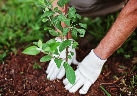 ۵ هزار هکتار زمین در هفت تپه زیر کشت ۶ میلیون نهال اکالیپتوس