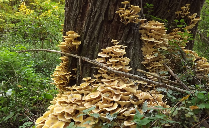 راز مخروط‌های ۴۰۰ میلیون ساله ای که بر زمین حکومت می‌کردند!