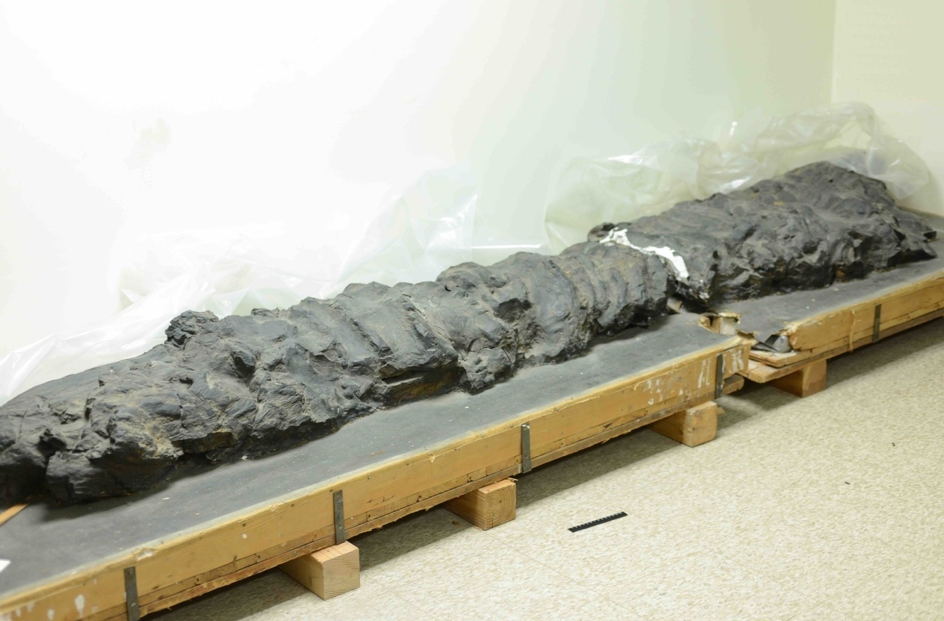 راز مخروط‌های ۴۰۰ میلیون ساله ای که بر زمین حکومت می‌کردند!