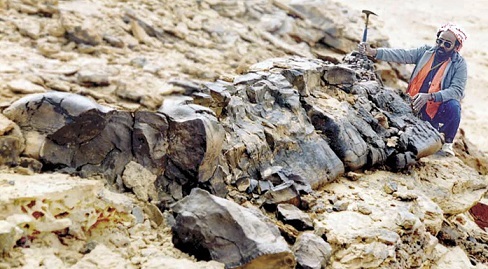 راز مخروط‌های ۴۰۰ میلیون ساله ای که بر زمین حکومت می‌کردند!