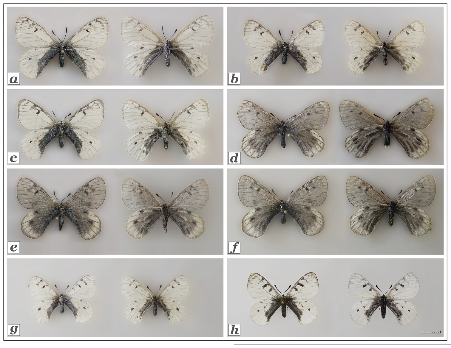 کشف گونه ناشناختهای از پروانهها که در قطب زندگی میکنند کشف گونه ناشناختهای از پروانهها که در قطب زندگی میکنند
