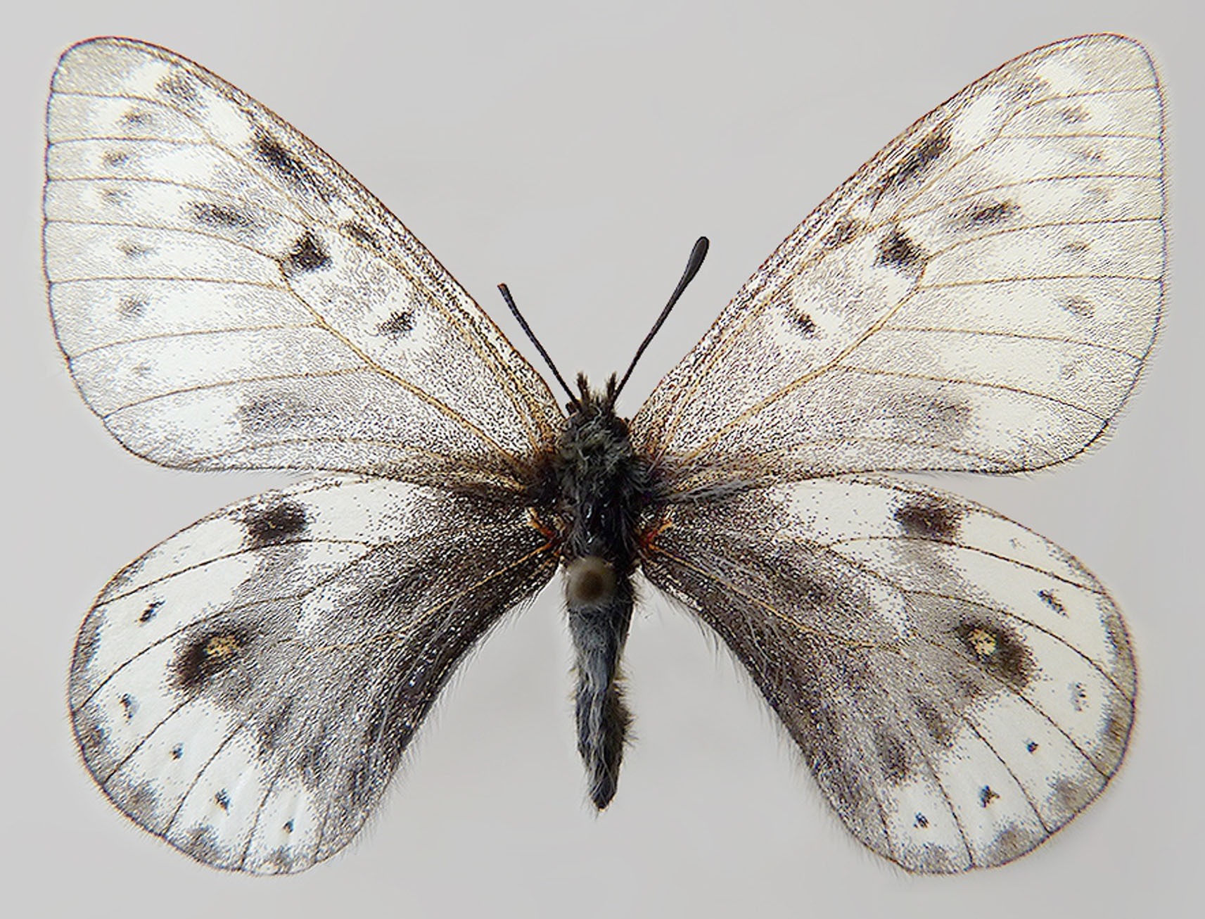 کشف گونه ناشناختهای از پروانهها که در قطب زندگی میکنند کشف گونه ناشناختهای از پروانهها که در قطب زندگی میکنند