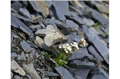 کشف گونه ناشناختهای از پروانهها که در قطب زندگی میکنند کشف گونه ناشناختهای از پروانهها که در قطب زندگی میکنند