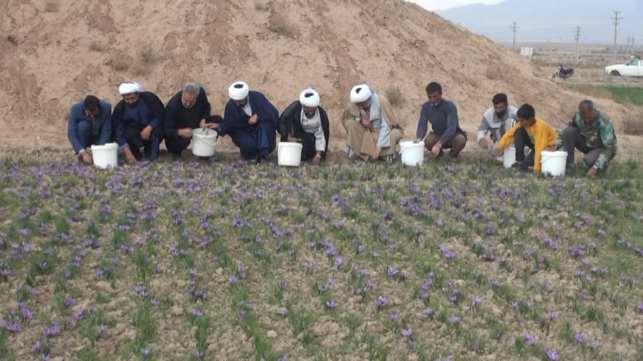 امام جمعه شهرستان فاروج به همراه کمیته امداد ومسئولان جهاد کشاورزی شهرستان باحضور در مزارع زعفران از نزدیک با کشاورزان شهرستان فاروج دیدار و خداقوت گفت.