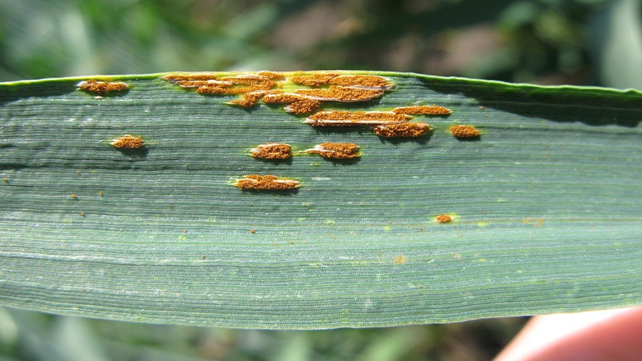 هشدار برای بیماری زنگ قهوه ای گندم هشدار برای بیماری زنگ قهوه ای گندم