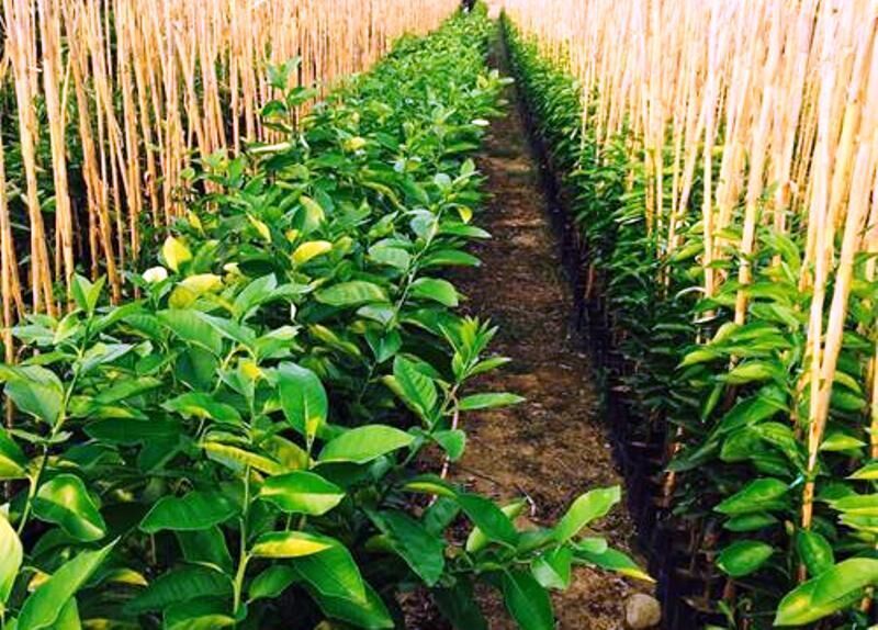 خودکفایی کامل ایران در تولید نهالهای باغی استاندارد خودکفایی کامل ایران در تولید نهالهای باغی استاندارد