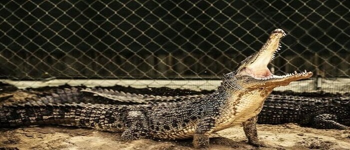 بزرگترین مزرعه پرورش کروکودیل خاورمیانه در ملایر بزرگترین مزرعه پرورش کروکودیل خاورمیانه در ملایر