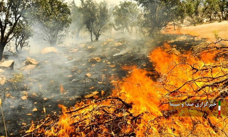 با سلام اگر خبر تکمیله ستاره بزنید // ۲۰ گونه گیاهی در ایران در معرض خطر انقراض قرار دارند با سلام اگر خبر تکمیله ستاره بزنید // ۲۰ گونه گیاهی در ایران در معرض خطر انقراض قرار دارند