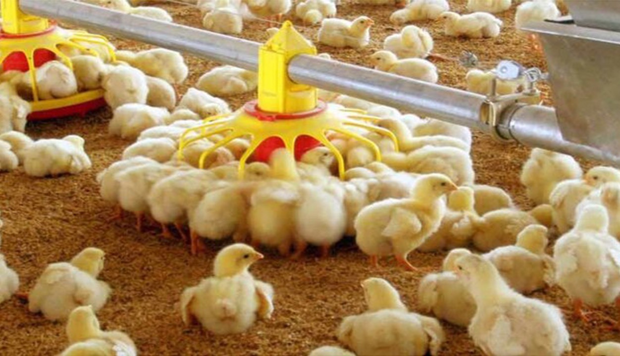 افزایش ۴۱ درصدی جوجه ریزی در آذربایجان غربی افزایش ۴۱ درصدی جوجه ریزی در آذربایجان غربی