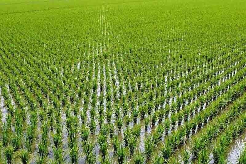 صدور مجوز کشت شلتوک در ۱۱۱ هزار هکتار از اراضی کشاورزی خوزستان صدور مجوز کشت شلتوک در ۱۱۱ هزار هکتار از اراضی کشاورزی خوزستان