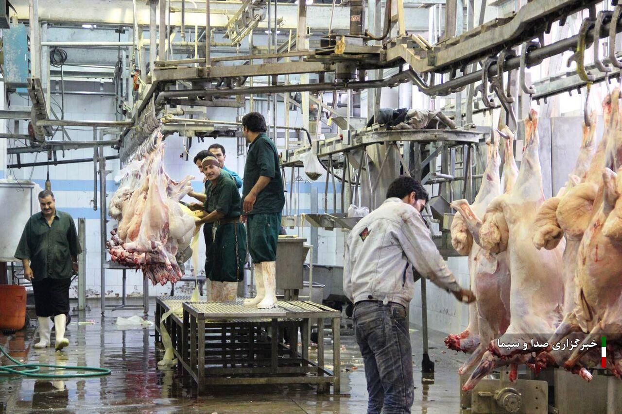 مردم توصیههای بهداشتی کشتار دام را جدی بگیرند مردم توصیههای بهداشتی کشتار دام را جدی بگیرند