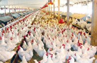 اجرای طرح پیشگیری از آنفلوآنزای فوق حاد پرندگان در زنجان