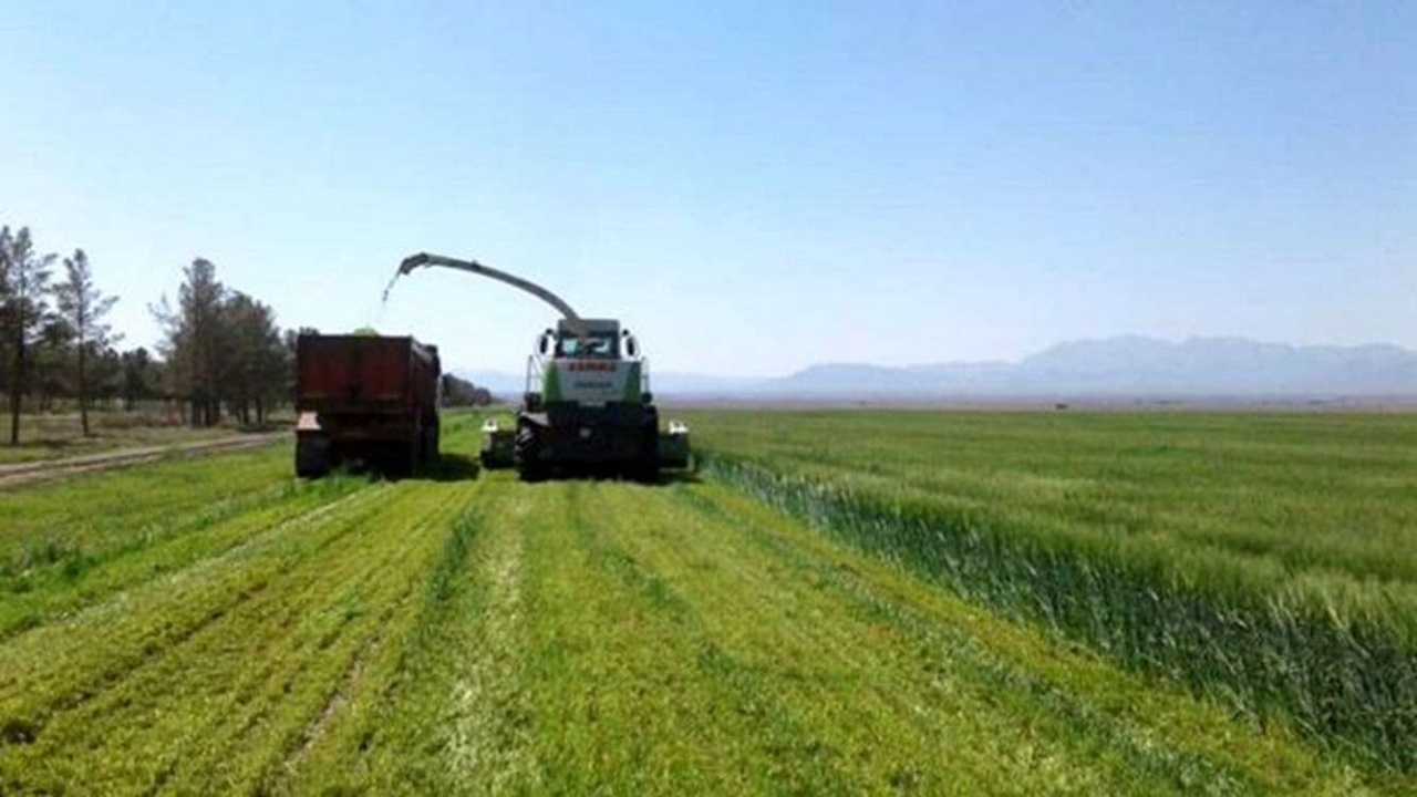 پیش‌بینی برداشت حدود ۱۵ هزار تن علوفه سبز از مزارع آذربایجان‌ غربی