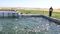 اجرای طرح پایش مزارع پرورش ماهیان سردآبی در خرم‌دره