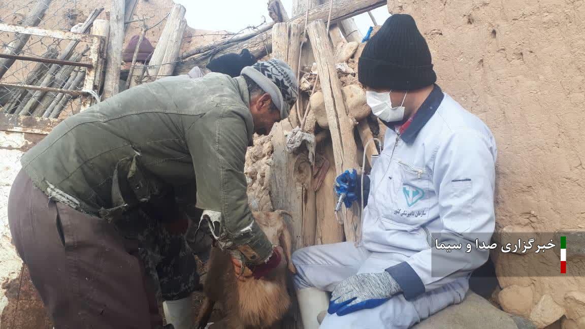 واکسیناسیون دام سبک علیه بیماری طاعون در اسفراین واکسیناسیون دام سبک علیه بیماری طاعون در اسفراین