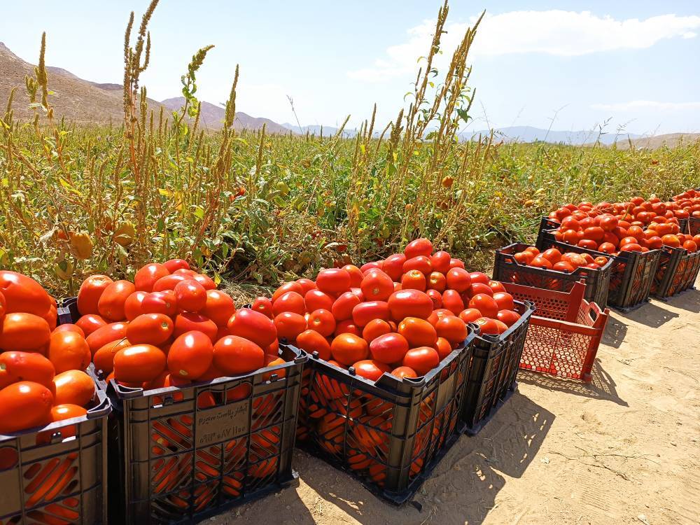 برداشت گوجه فرنگی از مزارع شهر بهمن آباده