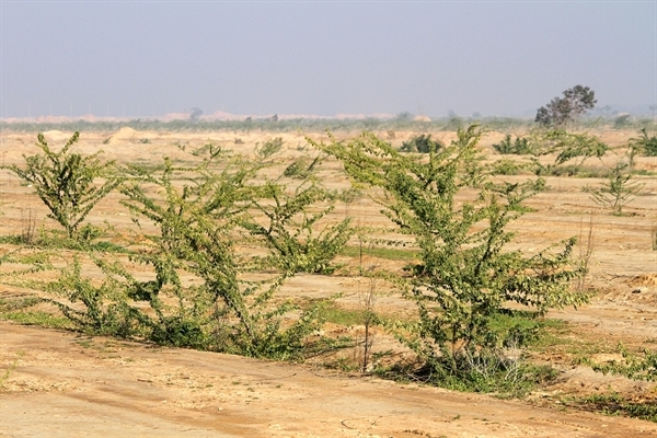 درختکاری در ۲۵۰ هکتار از مساحت کمربند سبز اهواز