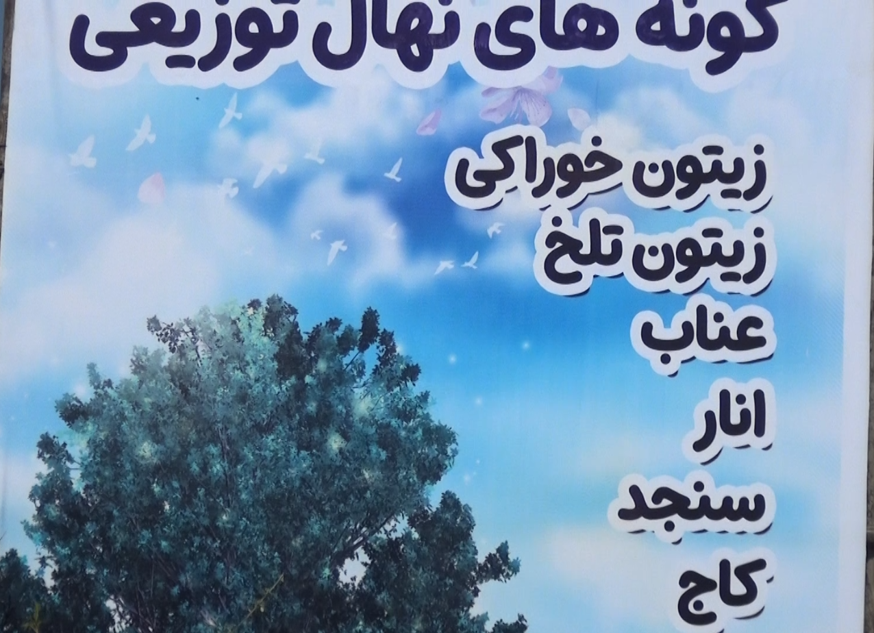 توزیع ۱۲ هزار اصله نهال در زاهدان