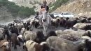 ۵ اردیبهشت زمان کوچ عشایر به کهگیلویه و بویراحمد