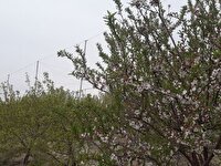 شبیخون بارش ها به محصولات زارعی و باغی منطقه