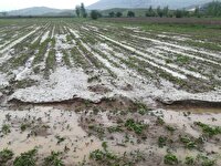 وارد آمدن ١٦٠ میلیارد ریال خسارت به بخش کشاورزی مهاباد با بارش بهاری