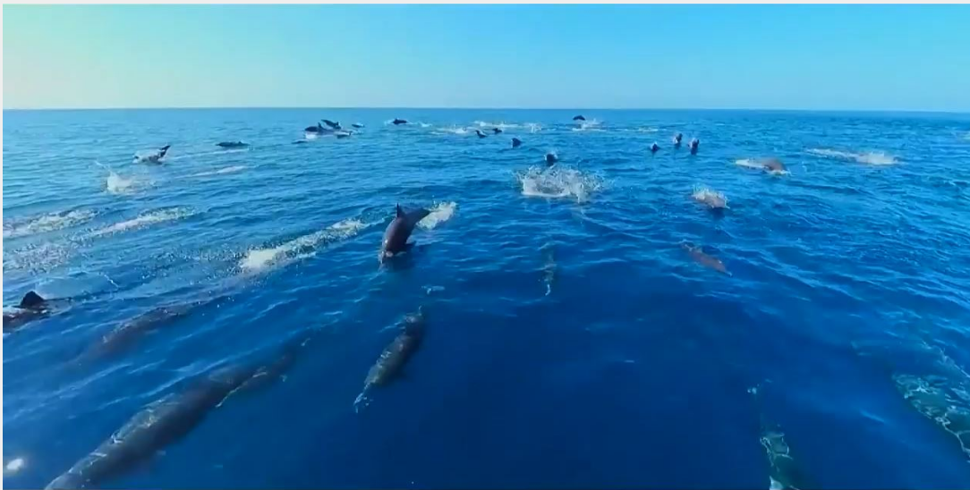 مستندهای دیدنی از قاب تلویزیون مستندهای دیدنی از قاب تلویزیون