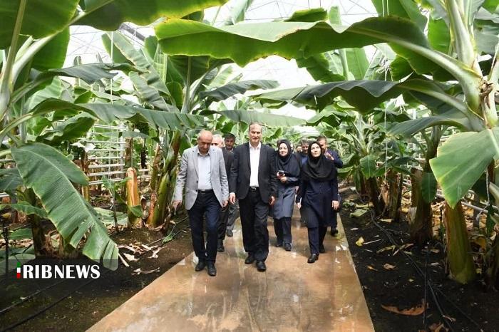 تولید میوههای استوایی در استان آذربایجان شرقی تولید میوههای استوایی در استان آذربایجان شرقی