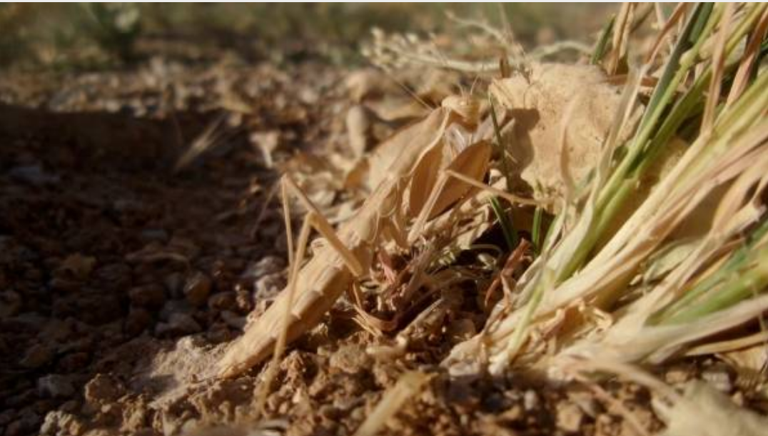 پخش برنامه های مستند از قاب شبکه های سیما پخش برنامه های مستند از قاب شبکه های سیما