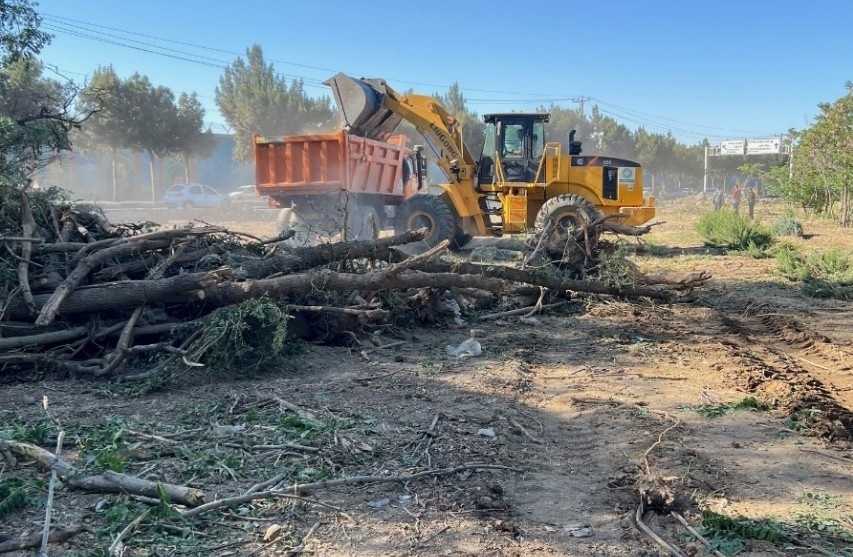 قانونی یا غیرقانونی، قطع درختان عقلانی نیست قانونی یا غیرقانونی، قطع درختان عقلانی نیست