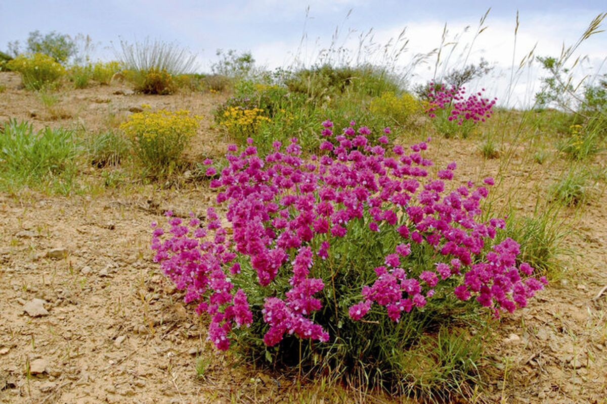 سرمایهگذاری برای رونق گیاهان دارویی در خراسان شمالی سرمایهگذاری برای رونق گیاهان دارویی در خراسان شمالی