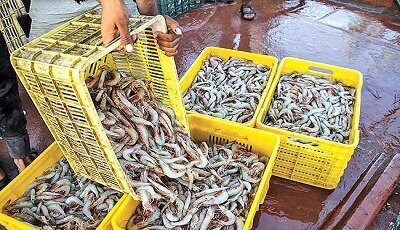 برداشت ۵۰ تن میگو از مزارع آبزیپروری دانشگاه آزاد برداشت ۵۰ تن میگو از مزارع آبزیپروری دانشگاه آزاد