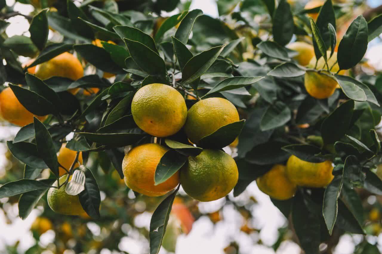 پیش بینی برداشت ۳۸ هزار تن نارنگی پیش رس در قائم شهر