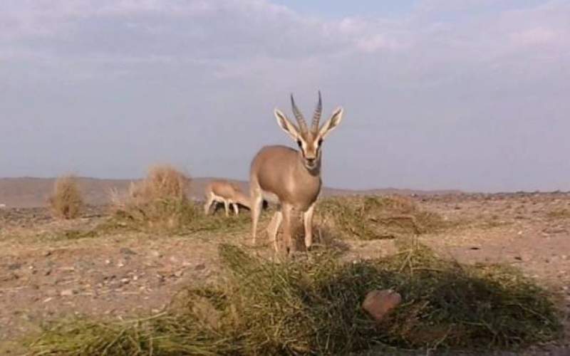 ضرورت تقویت جمعیت گونه نادر جبیرها ضرورت تقویت جمعیت گونه نادر جبیرها