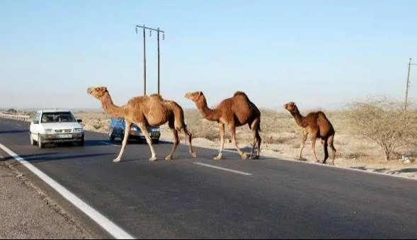 مهلت دو ماهه برای پلاکگذاری شترهای سرگردان در بندرلنگه مهلت دو ماهه برای پلاکگذاری شترهای سرگردان در بندرلنگه