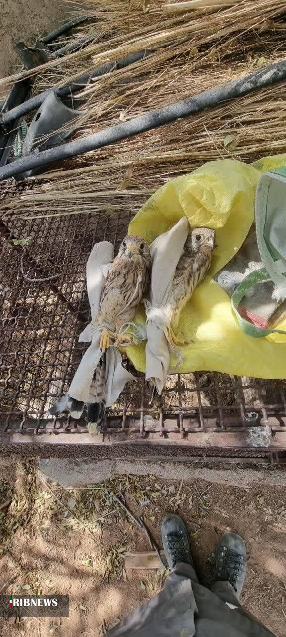 دستگیری صیاد غیر بومی پرندگان شکاری در اسفراین