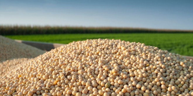 آغاز برداشت سویا از سطح ۱۵۰ هکتار اراضی اندیمشک آغاز برداشت سویا از سطح ۱۵۰ هکتار اراضی اندیمشک