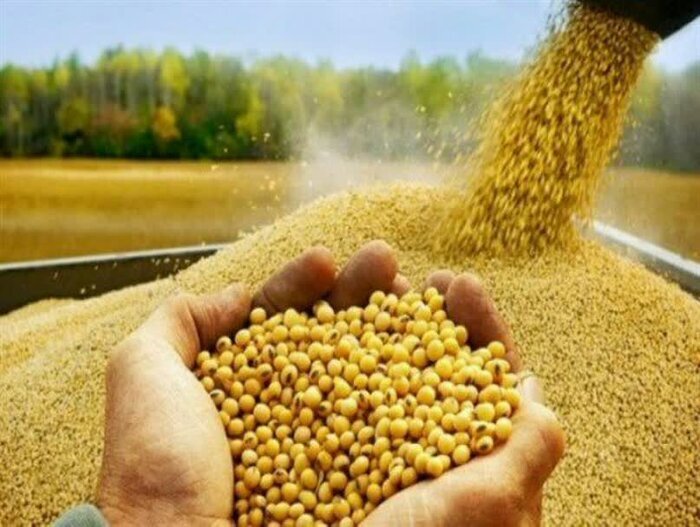 خرید تضمینی دانه روغنی سویا در استان کرمانشاه آغاز شد خرید تضمینی دانه روغنی سویا در استان کرمانشاه آغاز شد