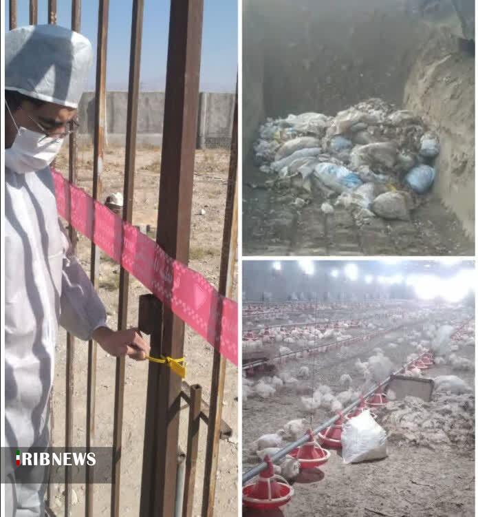 معدوم سازی ۳۰ هزار قطعه مرغ در یک واحد مرغداری شیروان