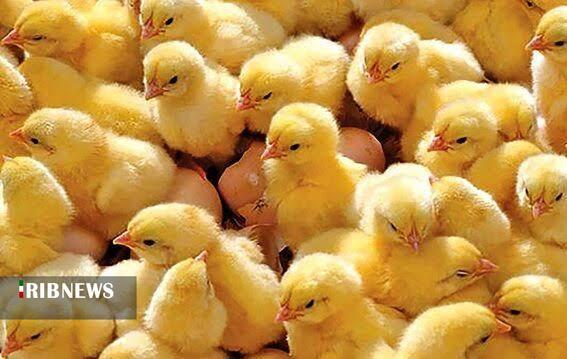 جوجه ریزی بیش از یک میلیون و ۶۰۰ هزار قطعه جوجه در مرغدرایهای خراسان شمالی جوجه ریزی بیش از یک میلیون و ۶۰۰ هزار قطعه جوجه در مرغدرایهای خراسان شمالی