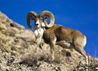 سرشماری پائیزه ده هزار و ۹۲۱ راس وحوش پارک ملی گلستان