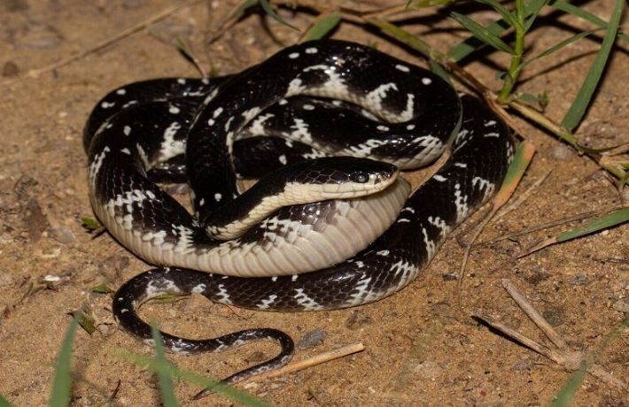 نجات ۸ نفر از گزش سیاه‌مار در جنوب سیستان و بلوچستان